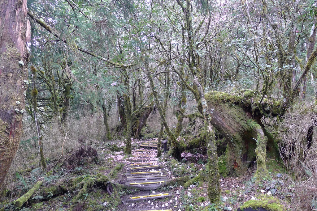 鐵杉林步道