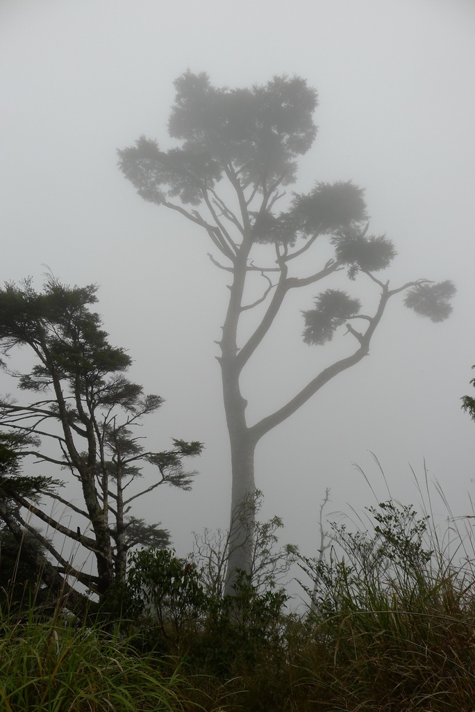 霧中巨木