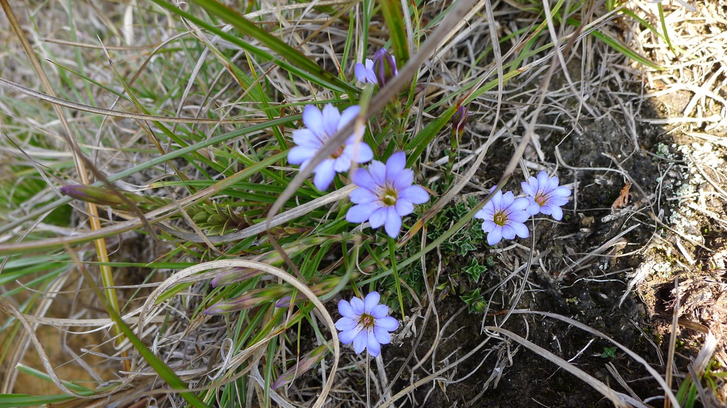 小花